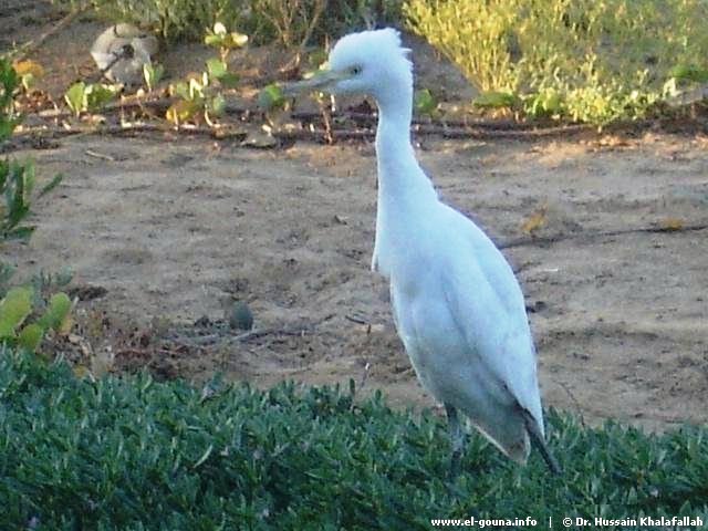 white egret a citizen